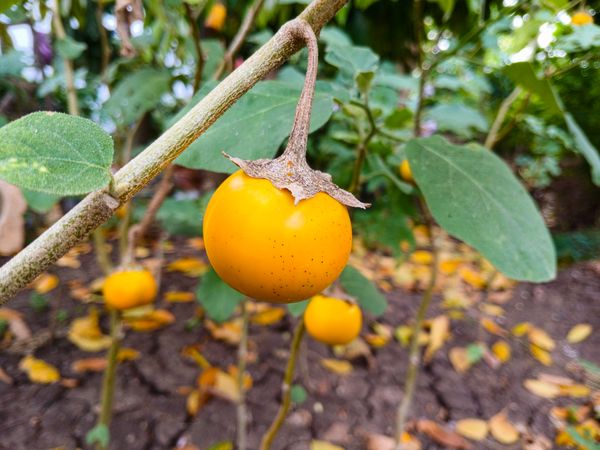 yellow eggplant