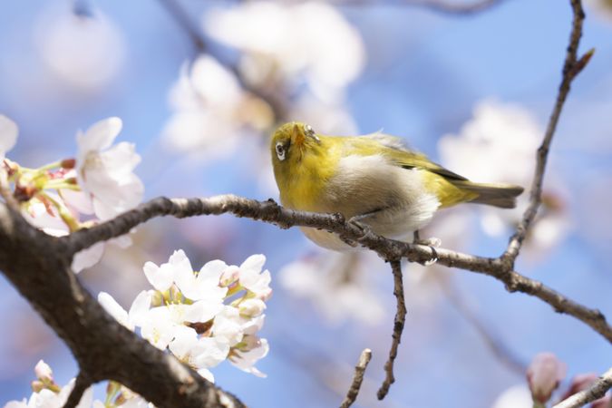 Yellow bird perched in cherry blossom tree