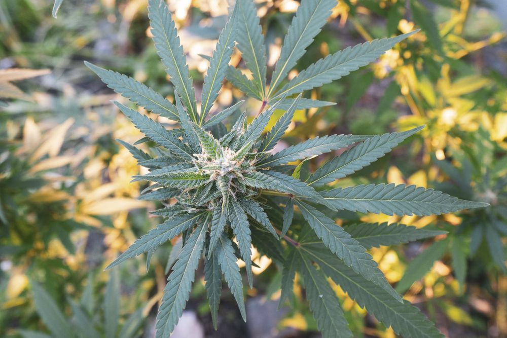 Top view of young marijuana plant outside