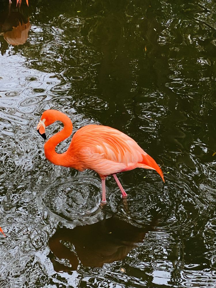 Flamingo