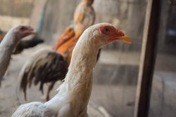 Side view of chicken's head