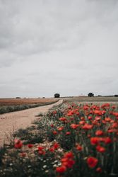 Red poppies near dirt road