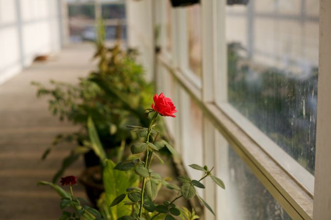 Rose growing in hallway of building