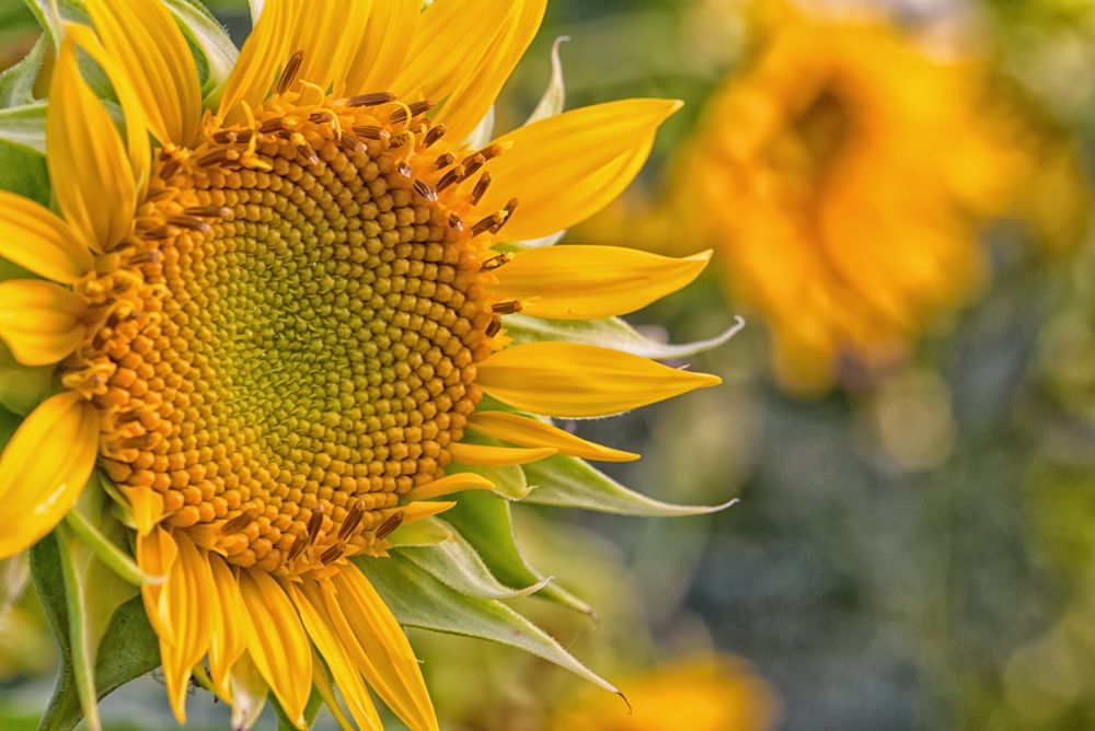 Yellow bloomed sunflower in close up