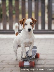 Puppy standing on skateboard 0yd6jb