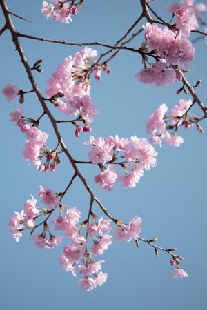 Cherry blossom under blue sky