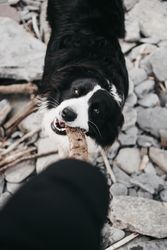 Hand playing with adult dog with wooden stick
