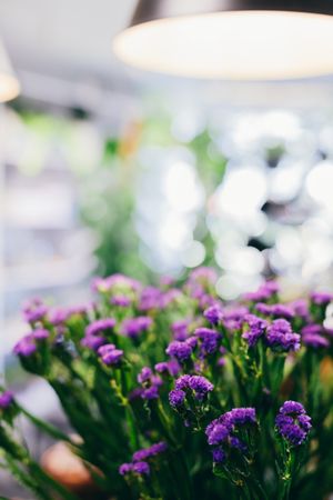 Violet flowers in the flower shop.