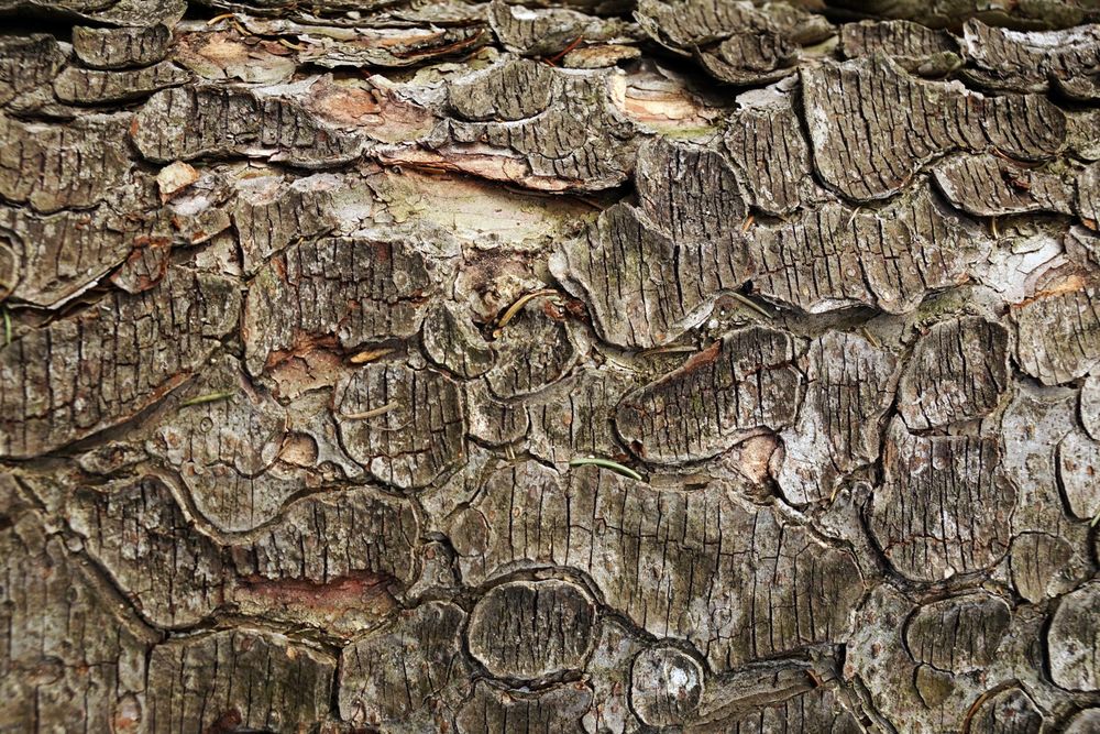 Old tree trunk with ragged bark