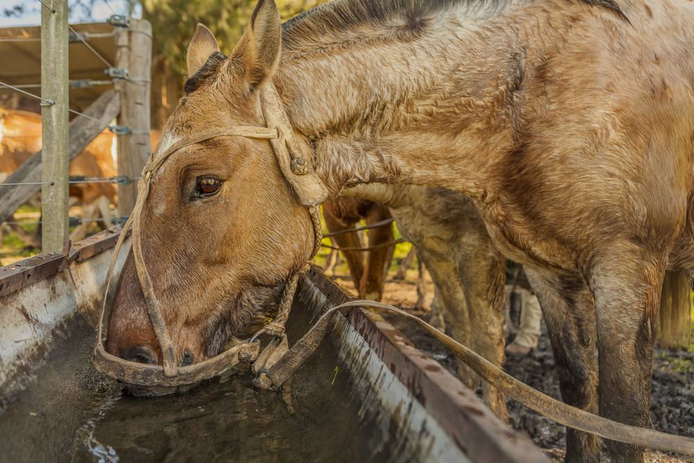 Horses drinking water in long drinker on barnyard