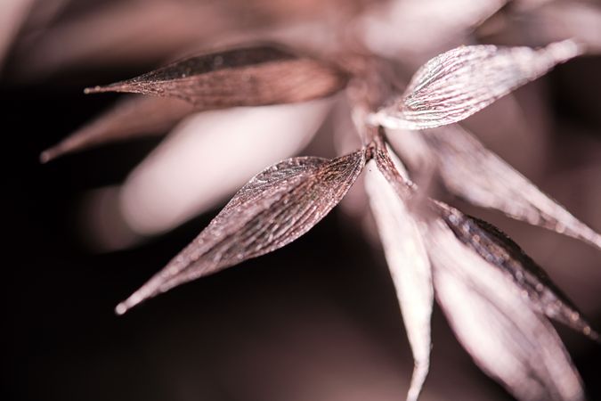 Blooming flower growing in nature