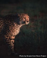 Cheetah standing on green grass bY6Jg0