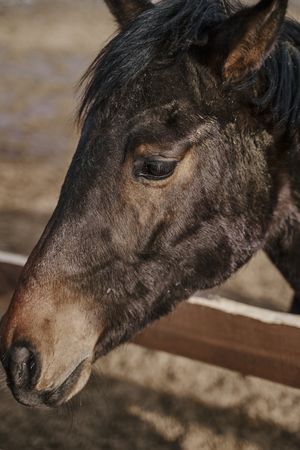 Brown horse in snaffle behind wooden fence