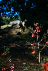 Hummingbird flying toward a red flower to get nectar