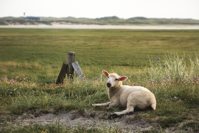 Lamb sitting on grass on Sylt island