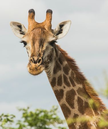 Giraffe in close up
