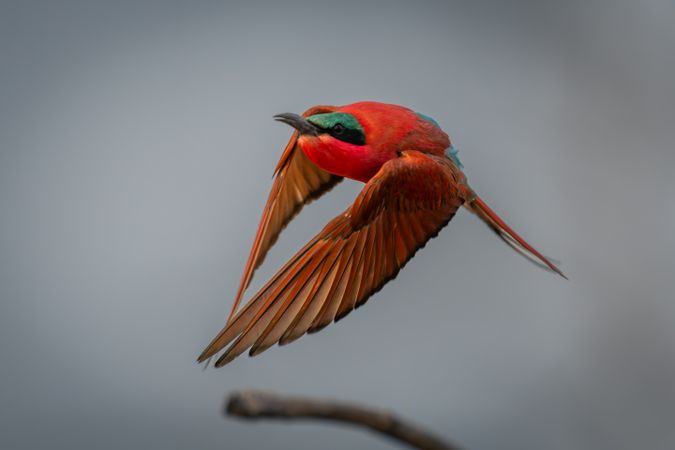 Southern carmine bee-eater flies over bare branch