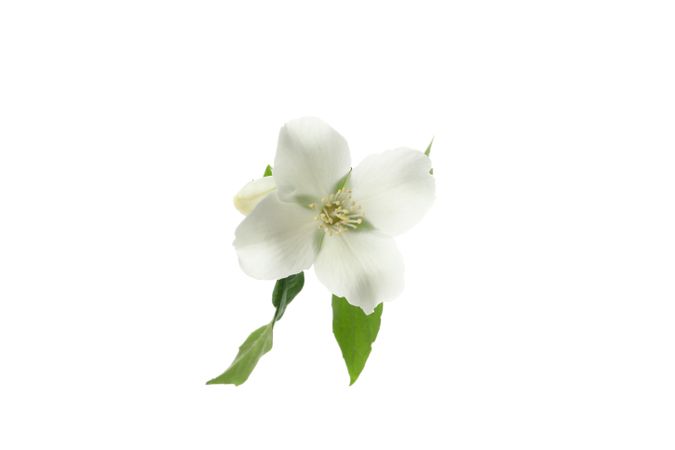 Female hand holds apricot flower, isolated on blank background