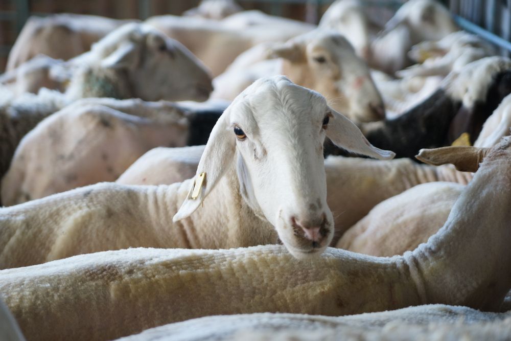 Flock of sheared sheep in stall