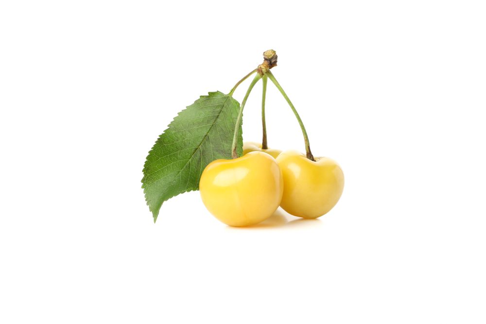 Fresh yellow cherry isolated on plain background