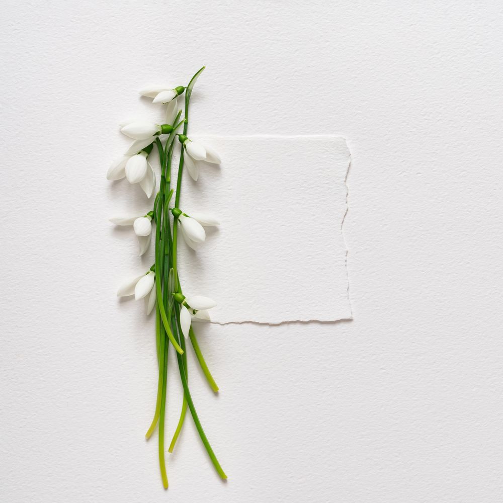 Snowdrop flowers and light paper note