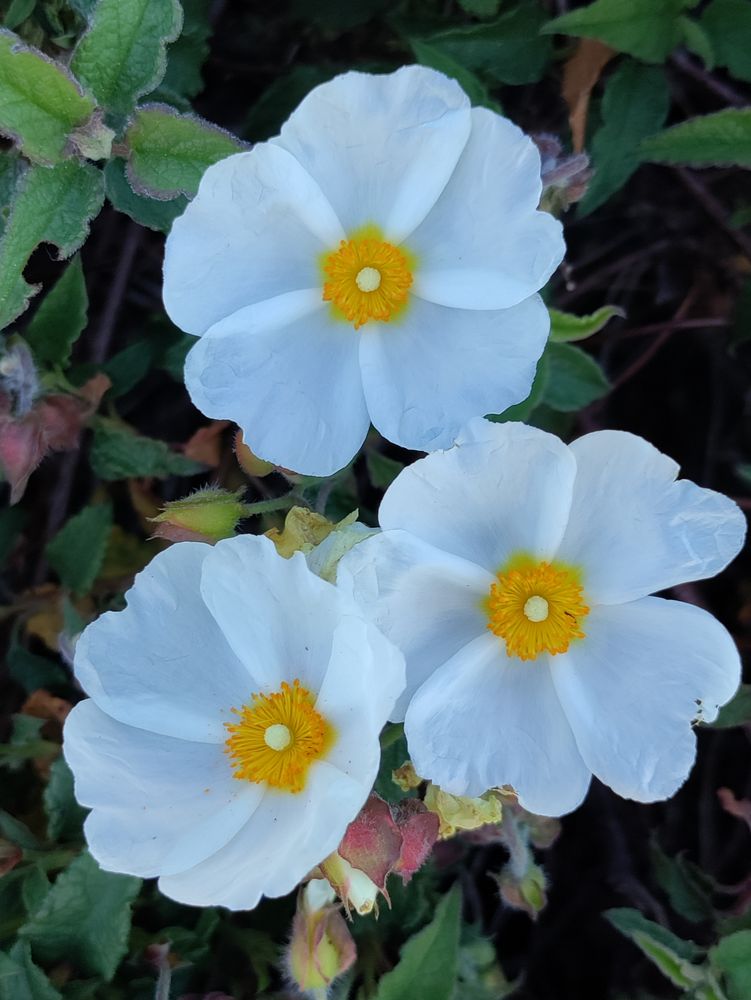 Cistus trio, vertical