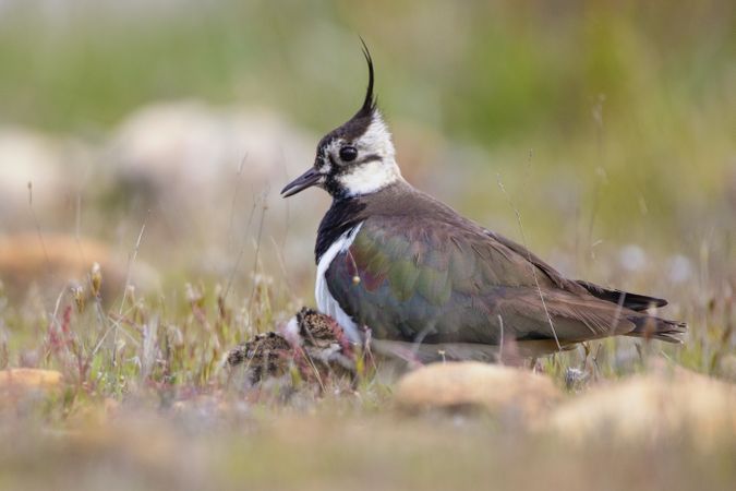 Wild bird with chicks on grass