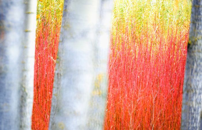 Blurred trees in forest