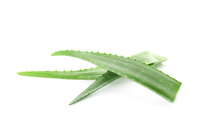 Aloe vera fresh leaves isolated on plain background. Treatment plant