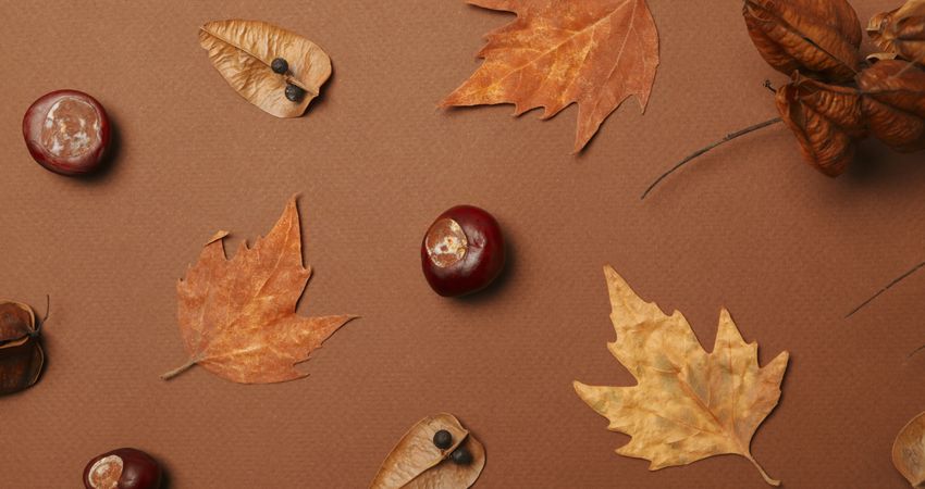 Fresh and ripe chestnuts, top view, Autumn chestnuts