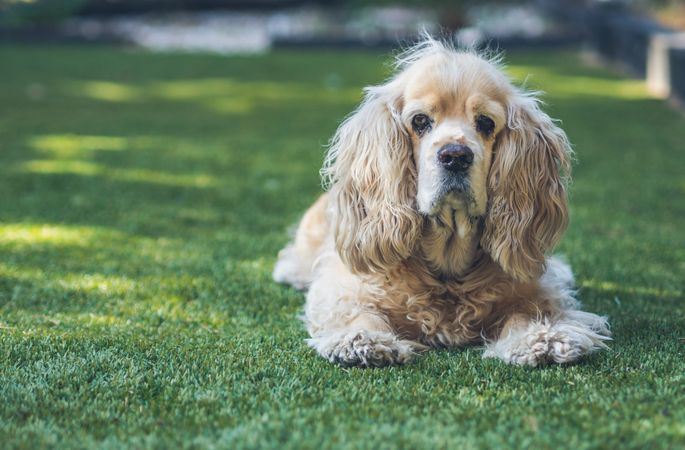 Funny dog lying on ground between plants