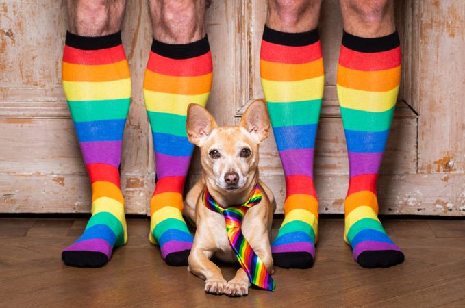 Dog with rainbow tie lying on brown wooden floor between two people wearing rainbow socks