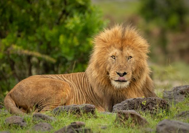 Lion lying on ground during daytime