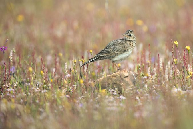 Wild Crested lark bird on rock between plants