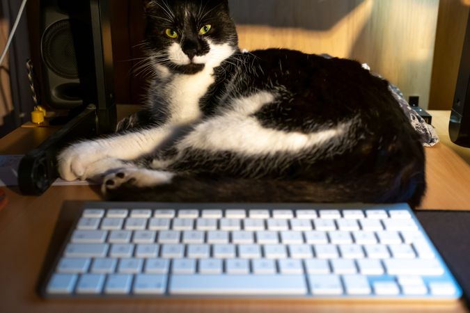 Cat laying beside computer keyboard on wooden table