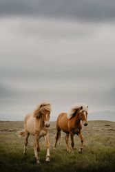 Two beautiful horses trotting in nature
