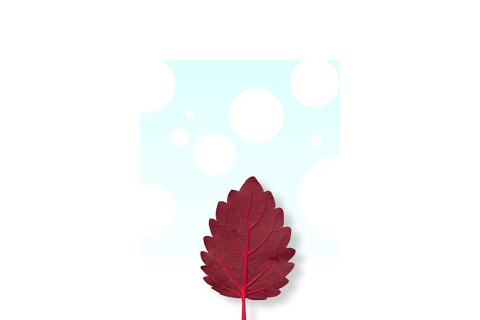 Single red leaf on light background