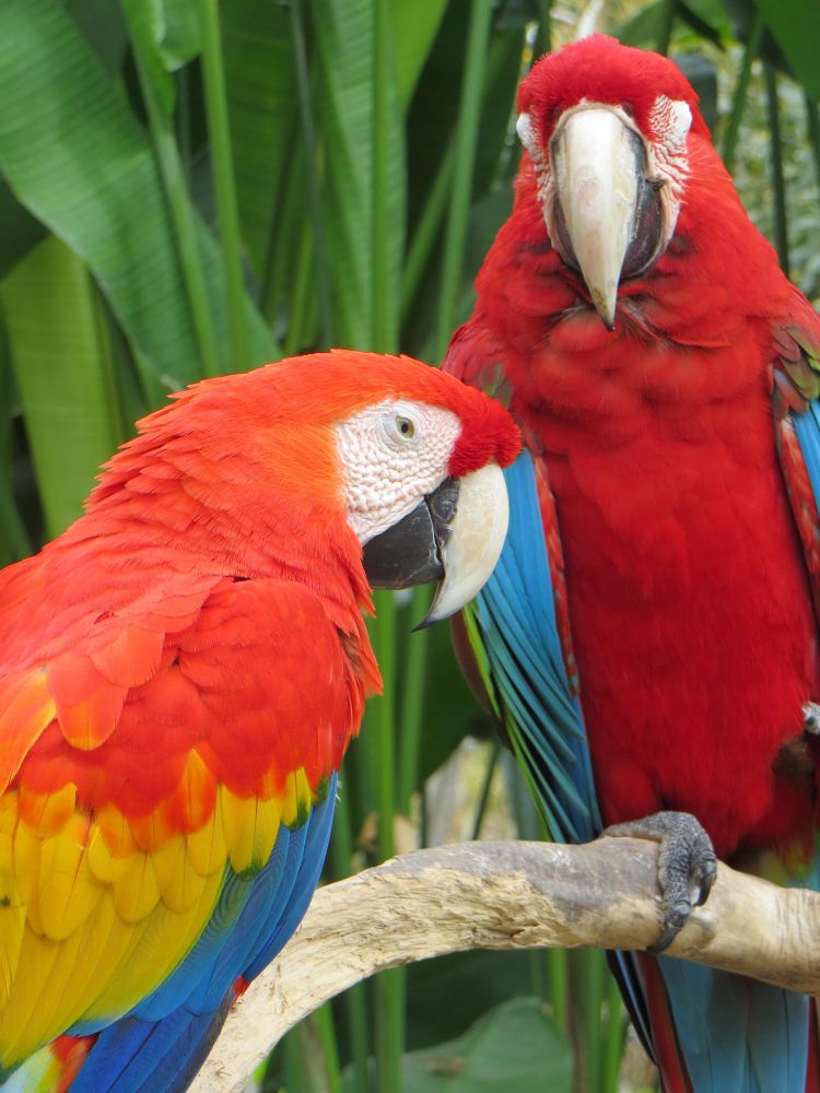 Two macaws perching on stem