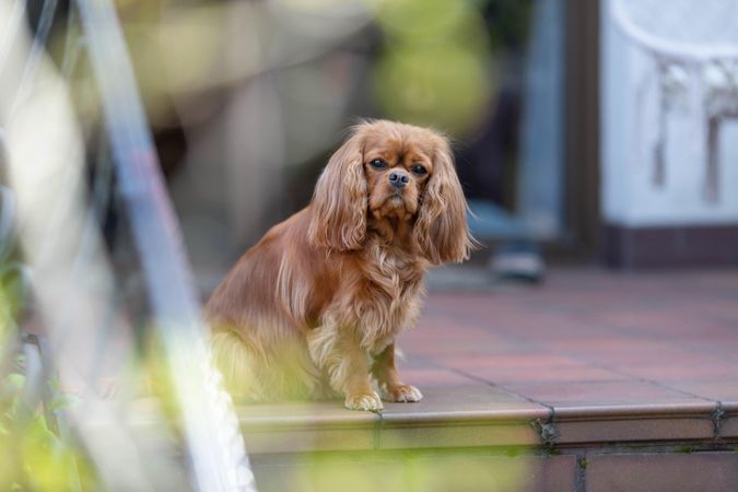 Cavalier spaniel sitting on the deck