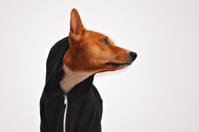 Side view of dog in hoodie
