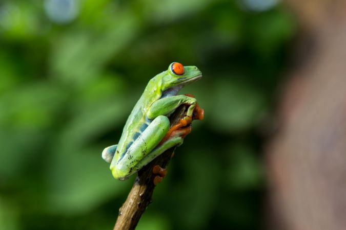 Tropical frog on tree twig