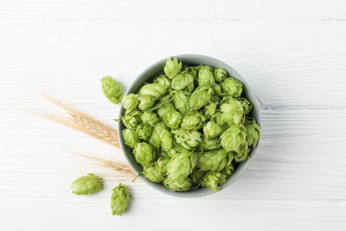Bowl with hop and spikelets on wooden background, space for text