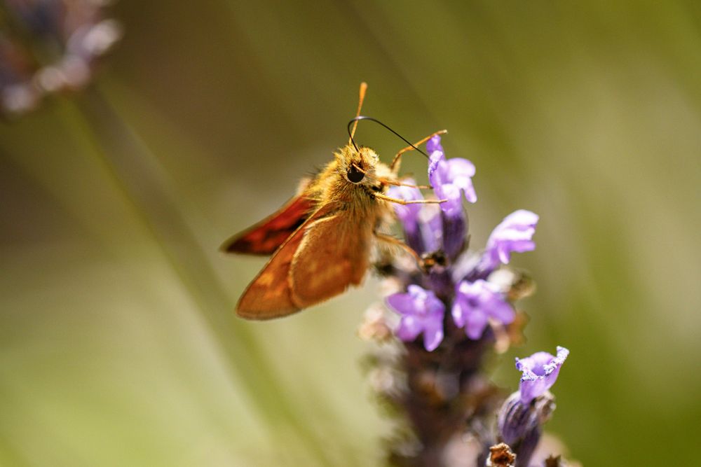 Side view close up of butterfly on purple flower