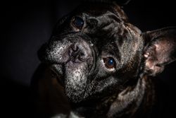 Old bulldog posing in studio