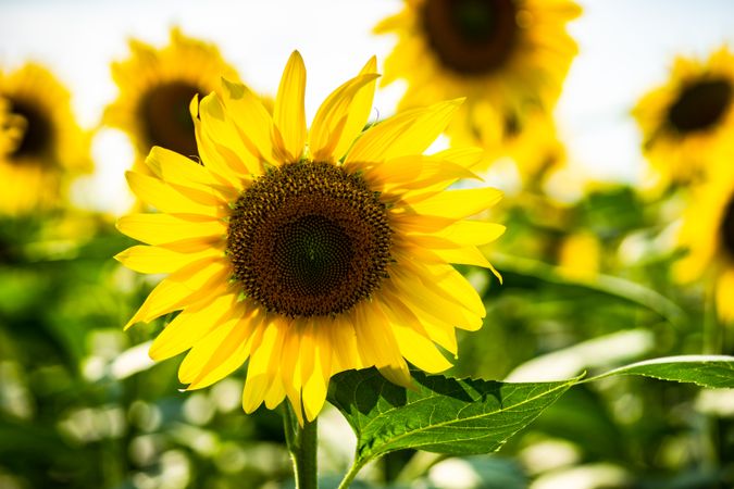 Close up of blooming sunflowers in a field