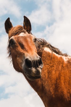 from below view of crop brown horse head in a cloudy background