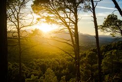 Bright sunset in green forest