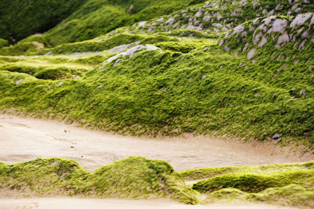 Stony hill covered with moss