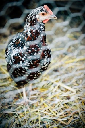 Speckled Sussex chicken behind wire fence