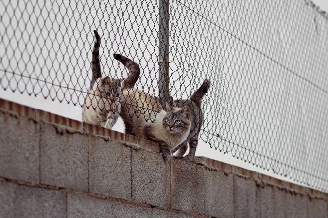 Cute cats in the wild sneaking under a fence